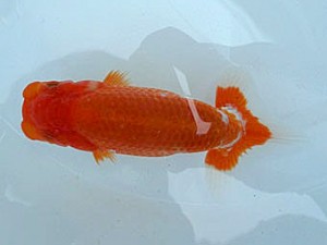 知多昇蘭会 西大関　内藤洋和