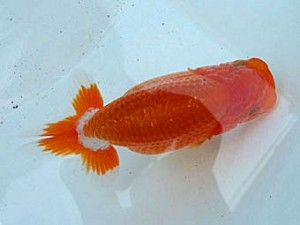 知多昇蘭会 立行司　小笠原茂