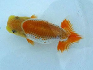 知多昇蘭会 取締一　稲葉信泰