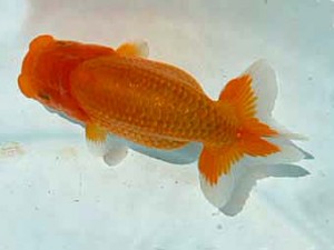 宮城伊達らんちう会　第一席　松田　勝