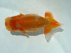 宮城伊達らんちう会　第二席　松田　勝