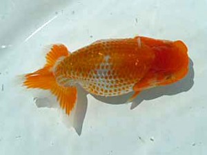 宮城伊達らんちう会　第四席　松田　勝