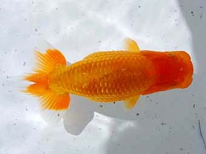 倉敷栄蘭会　東大関　高尾昌幸