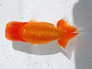 倉敷栄蘭会 東勧進元　村上暢彦