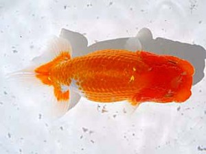 倉敷栄蘭会 西勧進元　大島一男