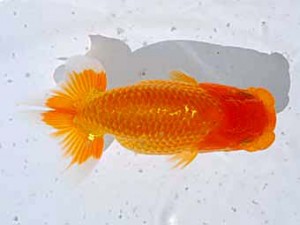 倉敷栄蘭会 行司一　小笠原義照