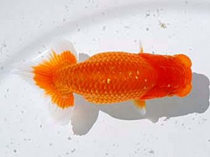 倉敷栄蘭会 行司二　三宅一共