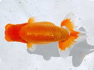 倉敷栄蘭会 行司三　松本好考