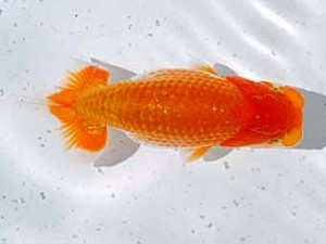 倉敷栄蘭会 東脇行司　大森時夫