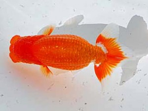 倉敷栄蘭会 西脇行司　片岡　進