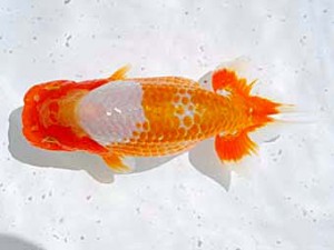 倉敷栄蘭会　西大関　田中茂規