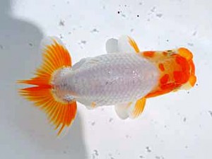 倉敷栄蘭会　立行司　小野悦史