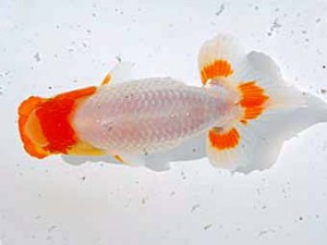 倉敷栄蘭会　東取締　小笠原義照