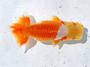 倉敷栄蘭会　西取締　森田智祥
