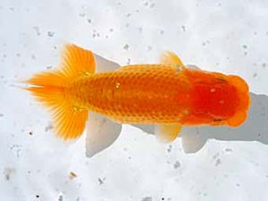 倉敷栄蘭会 東関脇　森田智祥