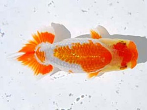 倉敷栄蘭会 西関脇　村上暢彦