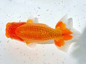 倉敷栄蘭会 東小結　末永清志