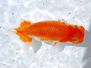 倉敷栄蘭会 西小結　松本好考