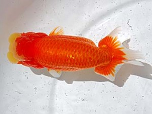 倉敷栄蘭会　東大関　加藤弘志