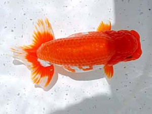 倉敷栄蘭会　西大関　村上暢彦