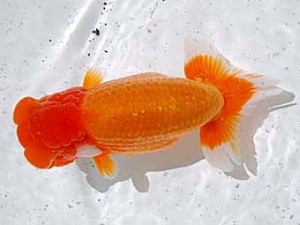 倉敷栄蘭会　東取締　宮崎　豊