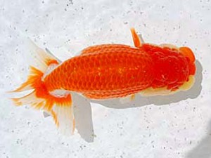 倉敷栄蘭会　西取締　加藤弘志