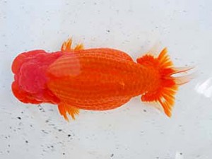 倉敷栄蘭会　笹井史治