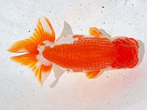 倉敷栄蘭会　西大関　八方洋子