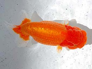 倉敷栄蘭会　立行司　小山敏信