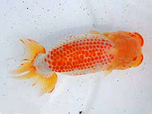 倉敷栄蘭会　東取締　中野志郎