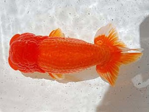 倉敷栄蘭会　西取締　八方洋子