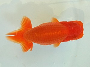 遠州錦養会 東大関　平野睦二