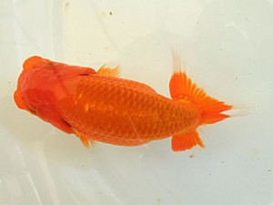 遠州錦養会 西大関　鈴木敏宏