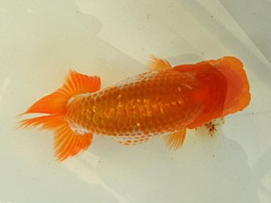 遠州錦養会 立行司　服部行宏