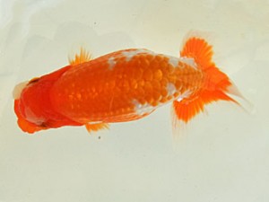 遠州錦養会 取締一　鈴木和男