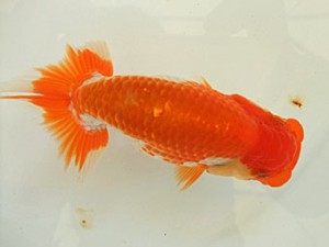 遠州錦養会 取締二　柴田勝吉