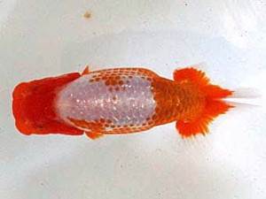 浜松愛魚会　東大関　原　行男