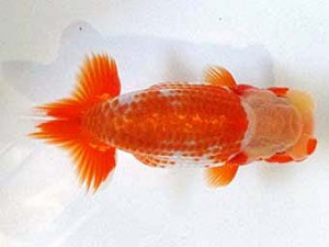 浜松愛魚会　西大関　鈴木和男