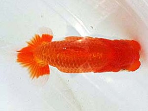 浜松愛魚会　立行司　松本利次