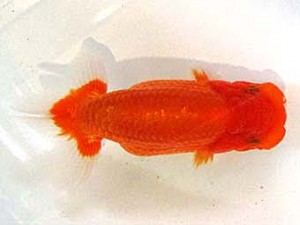 浜松愛魚会　取締二　小澤忠幸
