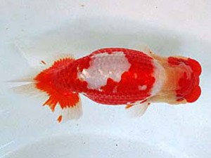 浜松愛魚会　東大関　鈴木敏宏