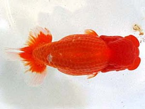 浜松愛魚会　西大関　山田芳人