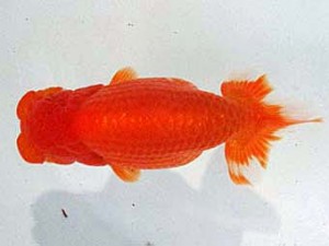 浜松愛魚会　立行司　中村彰宏