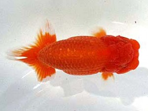 浜松愛魚会　取締一　大村瀧次