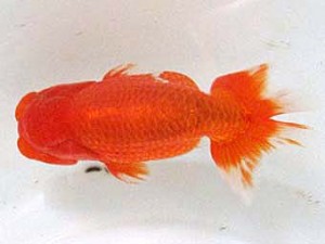 浜松愛魚会　取締二　金　成年