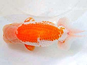 浜松愛魚会　金　敏幸