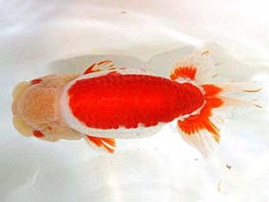 浜松愛魚会　西大関　金　成年