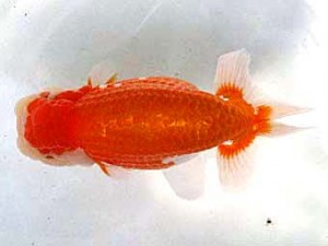 浜松愛魚会　立行司　金　敏幸