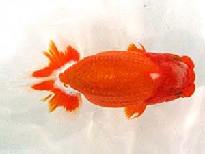 浜松愛魚会　取締一　杉浦　智