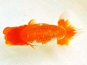 広島らんちゅう会　東大関　上野 博